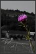 Imagec00011